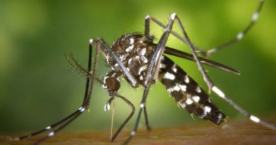 Mosquito-borne diseases has threaten World